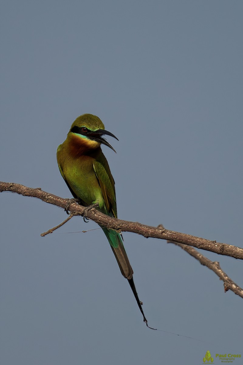 Blue-tailed Bee-eater - ML403949831