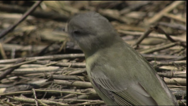 Vireo de Filadelfia - ML403950