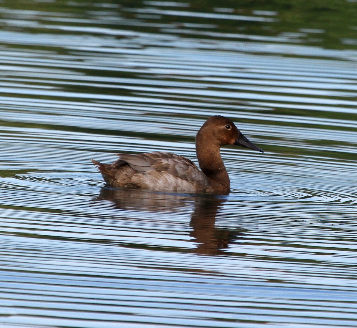 Canvasback - Sherman  Wing