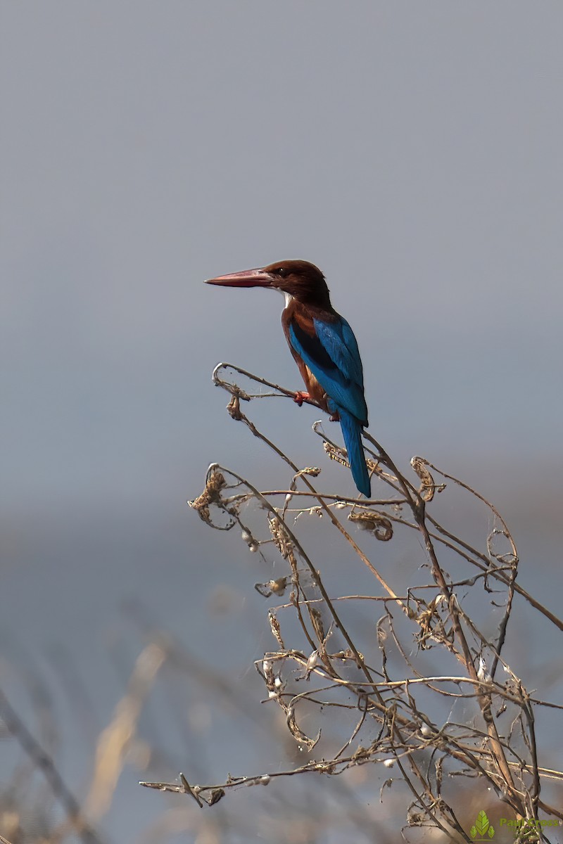 White-throated Kingfisher - ML403953421