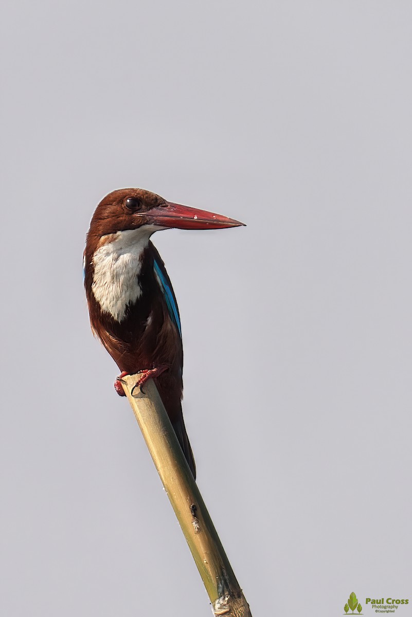 White-throated Kingfisher - Paul Cross