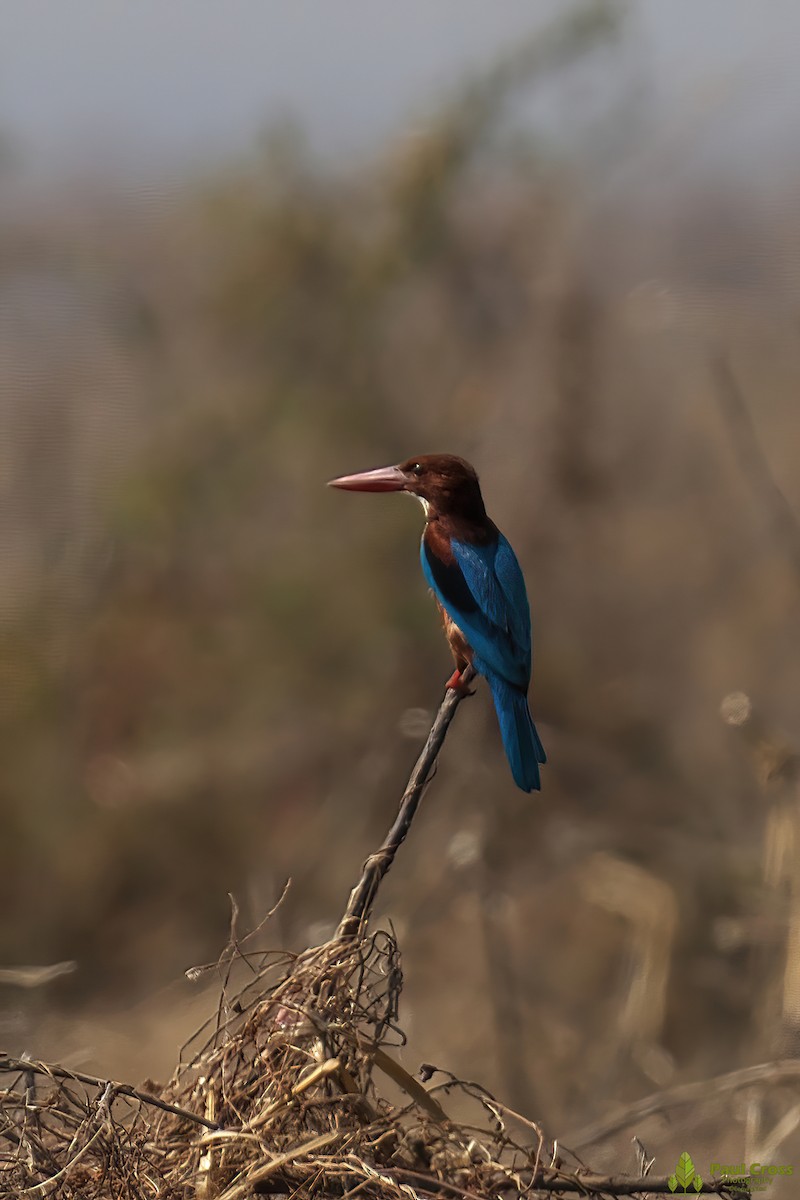 White-throated Kingfisher - Paul Cross