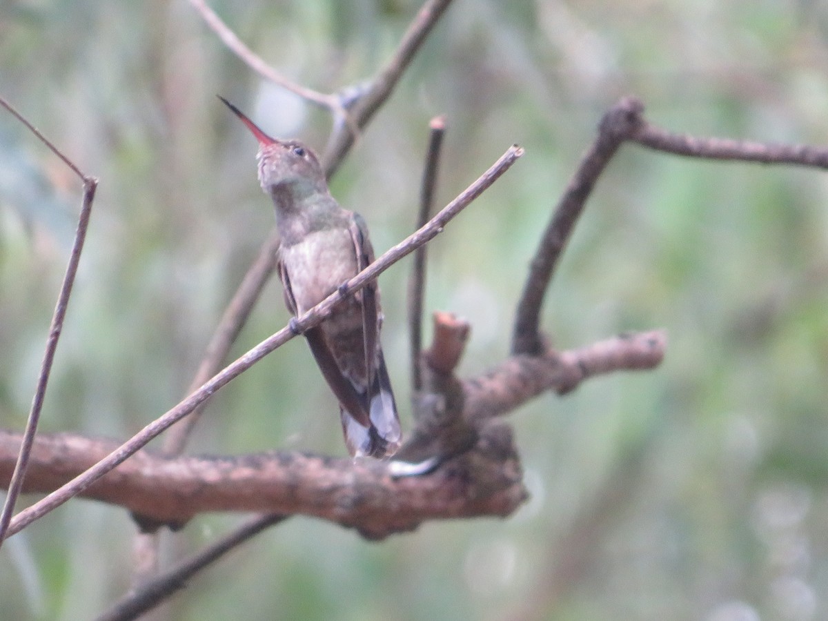 Scaly-breasted Hummingbird - ML403953721