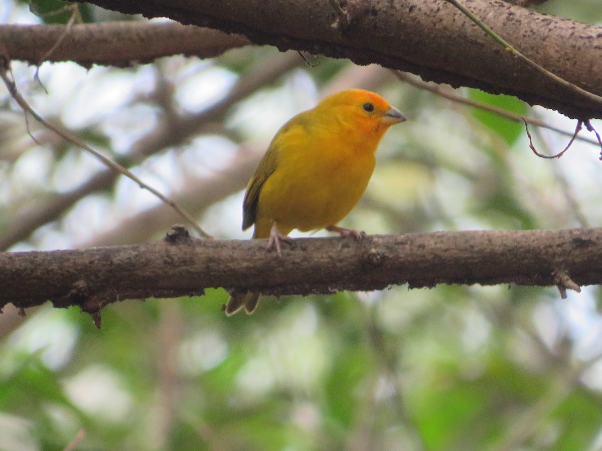 Saffron Finch - ML403954451