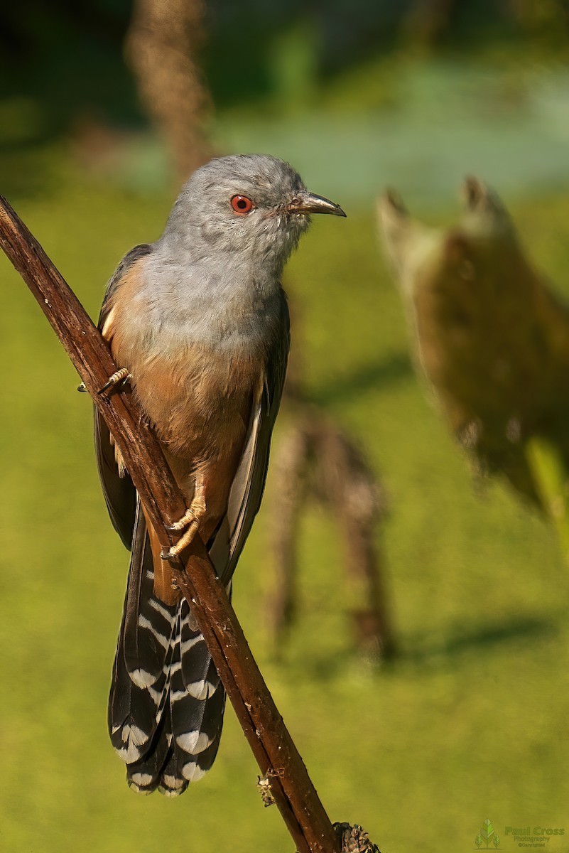 Plaintive Cuckoo - ML403955371