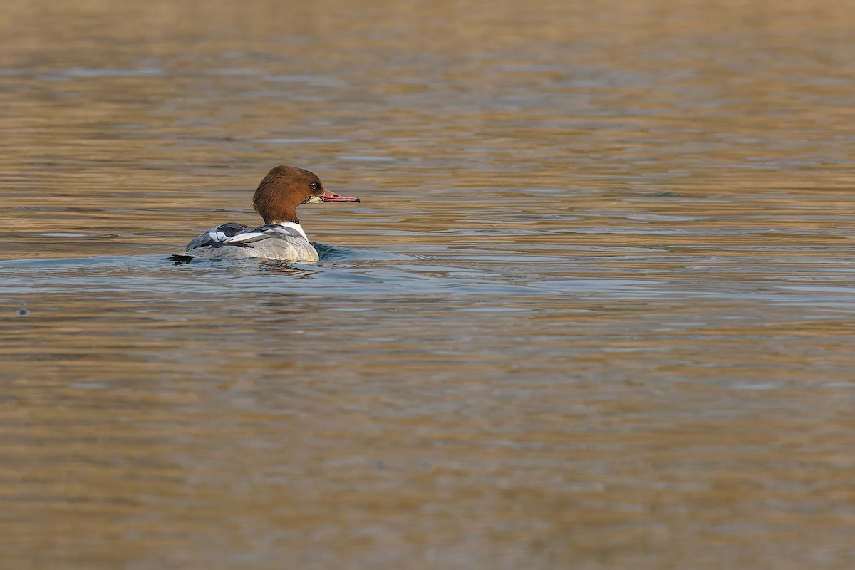 Common Merganser (Eurasian) - Vincent Wang