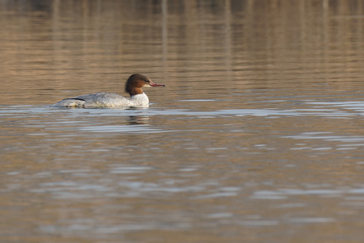 Common Merganser (Eurasian) - Vincent Wang