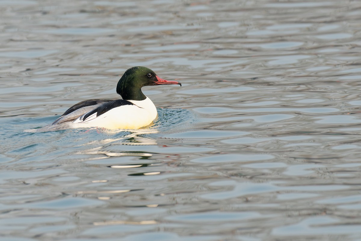 Common Merganser (Eurasian) - Vincent Wang