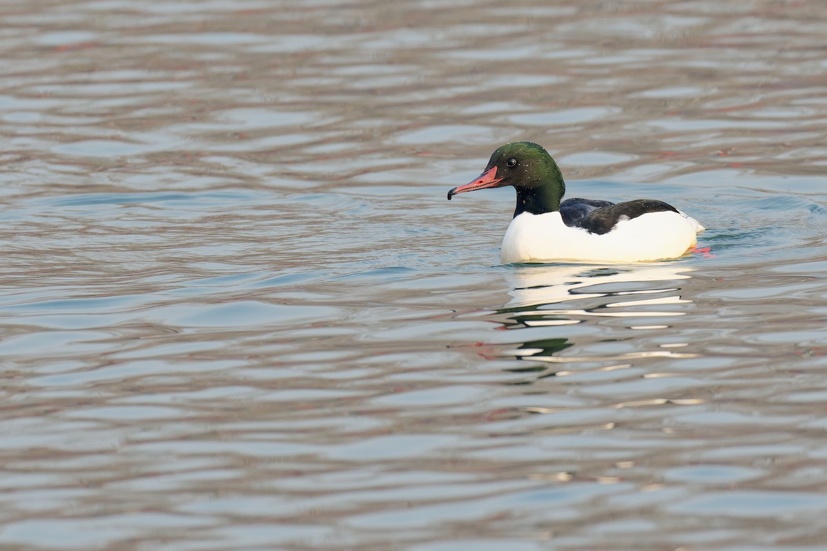 Common Merganser (Eurasian) - Vincent Wang