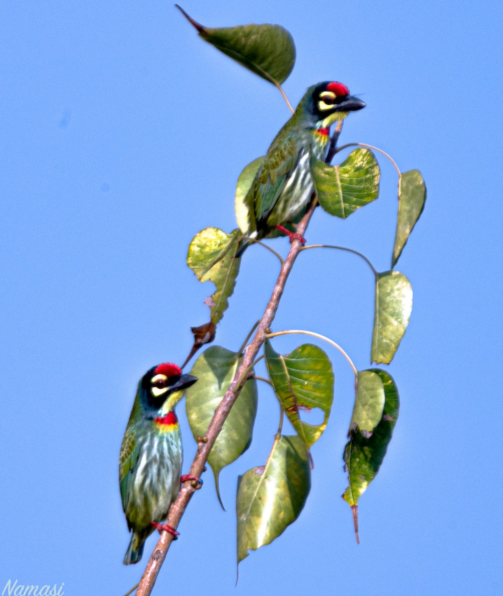 Coppersmith Barbet - ML403957061