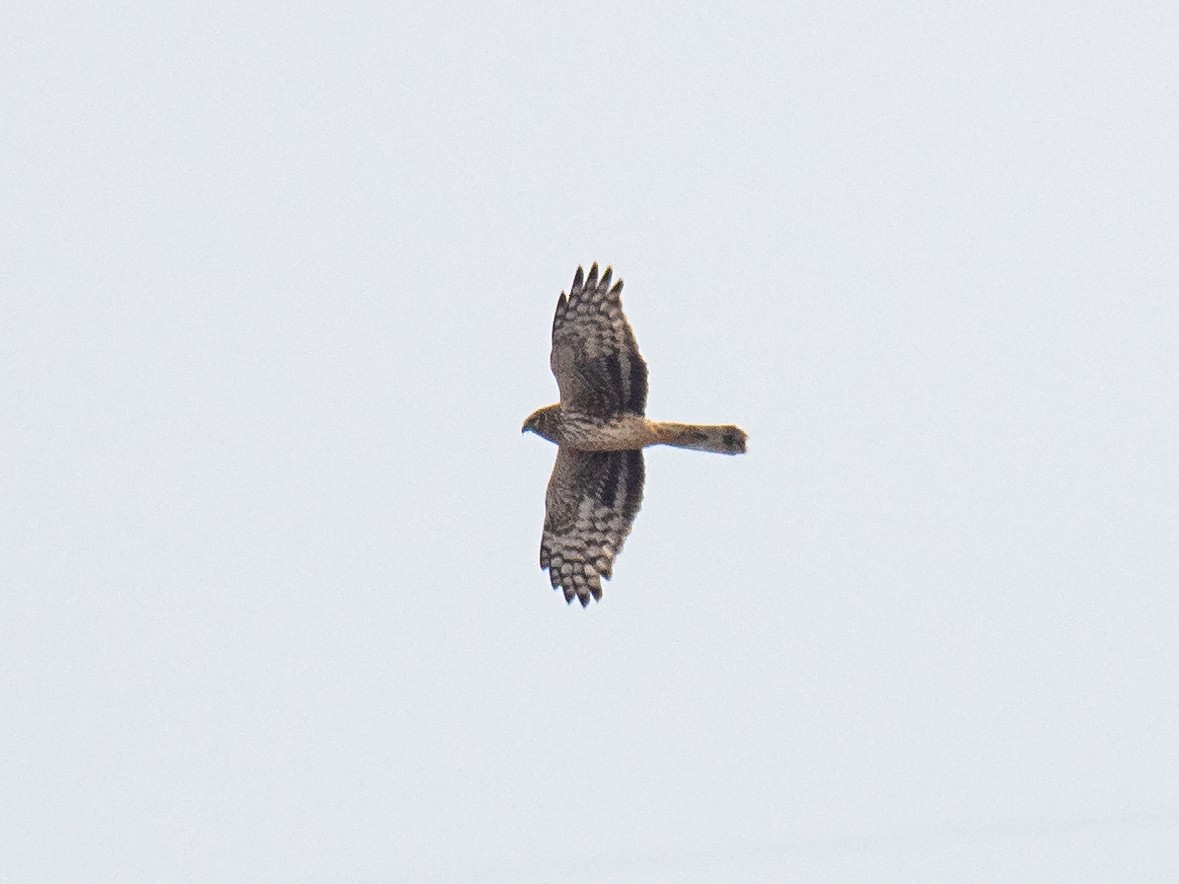 Hen Harrier - Aleksa Torri