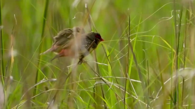 Zebra Waxbill - ML403958281