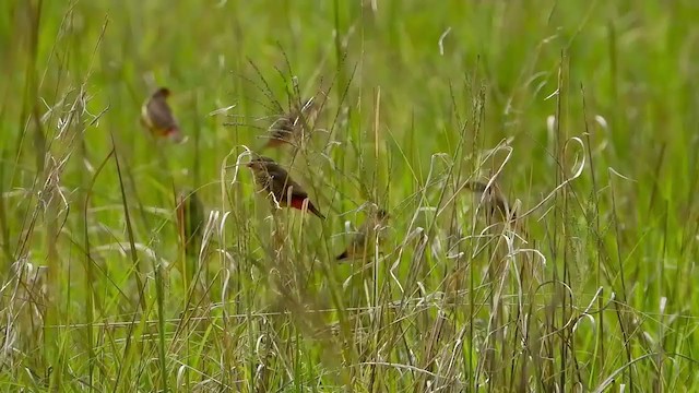 Zebra Waxbill - ML403958311