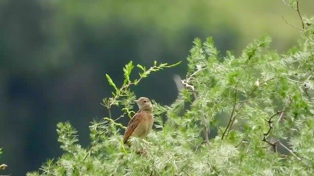 Rufous-naped Lark - ML403958611