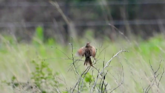 Rufous-naped Lark - ML403958671