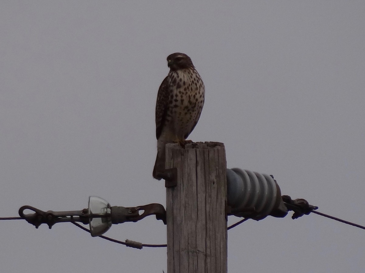 Red-shouldered Hawk - ML40396031