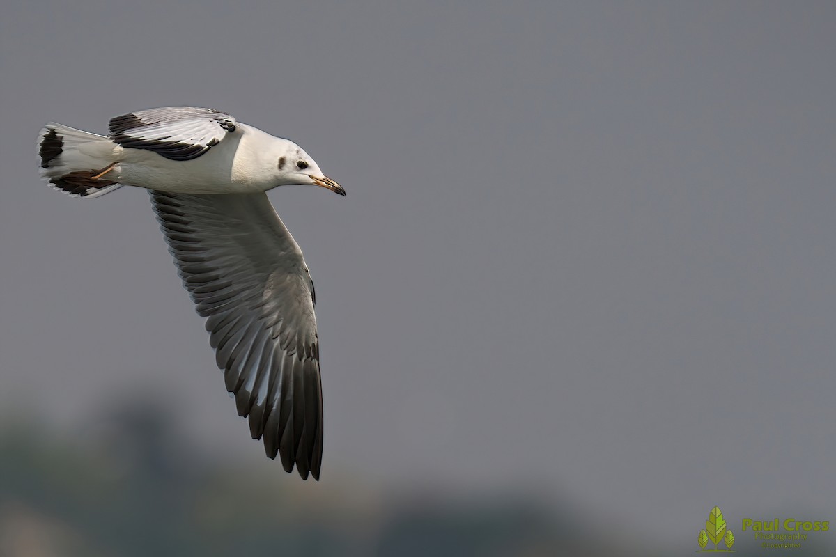 Black-headed Gull - ML403960381