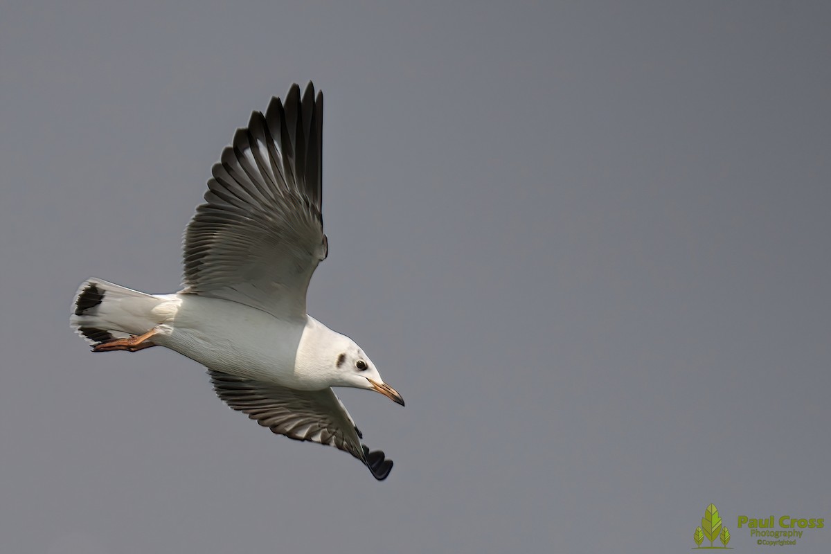 Black-headed Gull - ML403960421