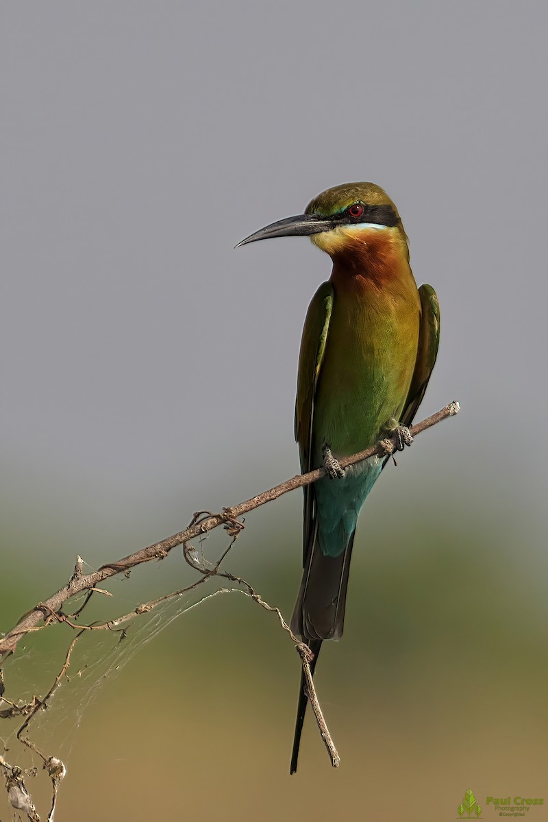 Blue-tailed Bee-eater - ML403961391