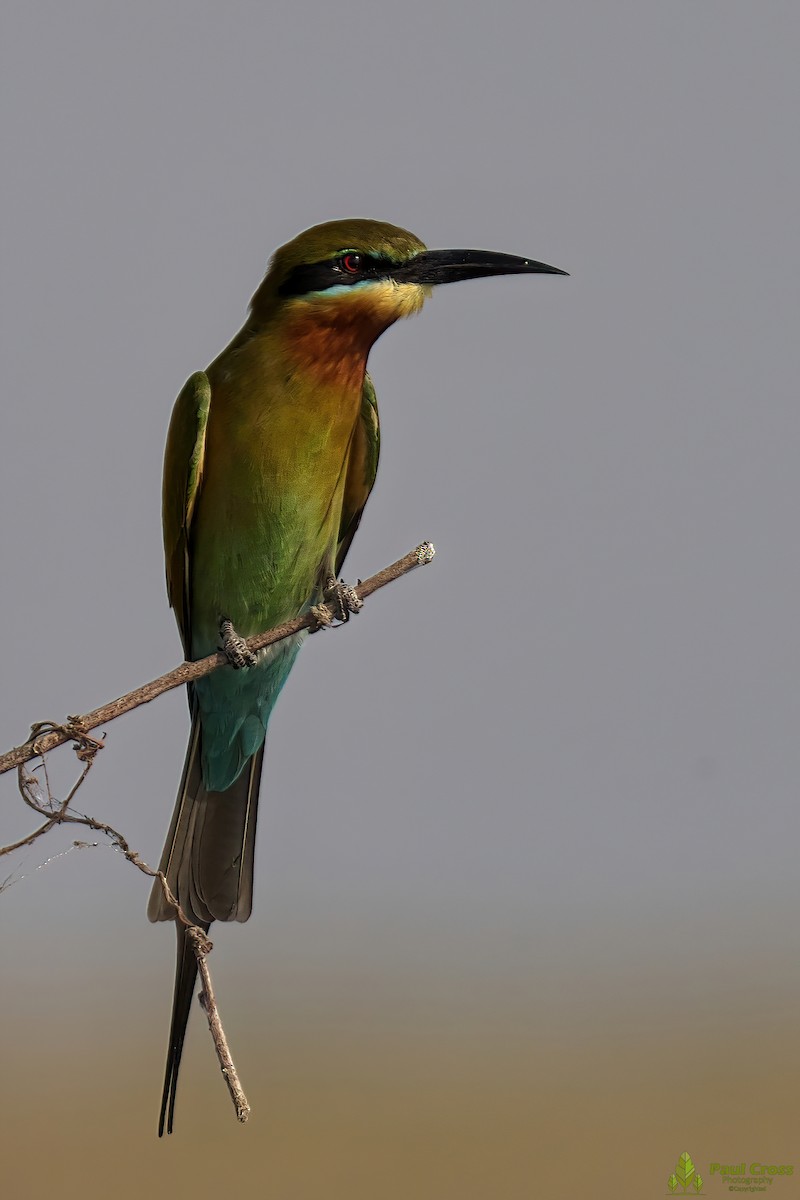Blue-tailed Bee-eater - ML403961451
