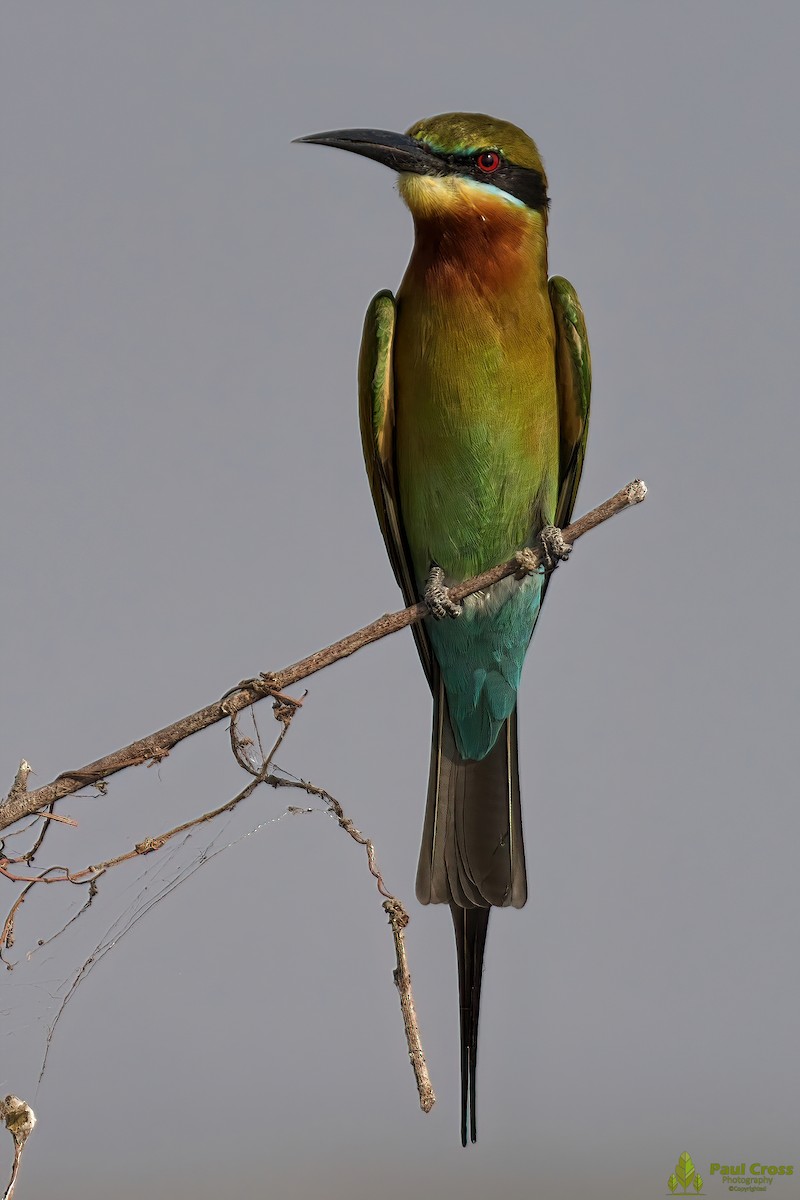 Blue-tailed Bee-eater - ML403961471