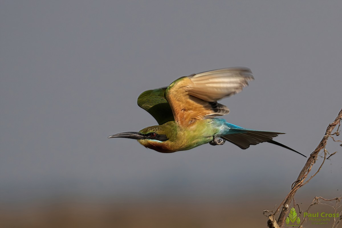 Blue-tailed Bee-eater - ML403961491