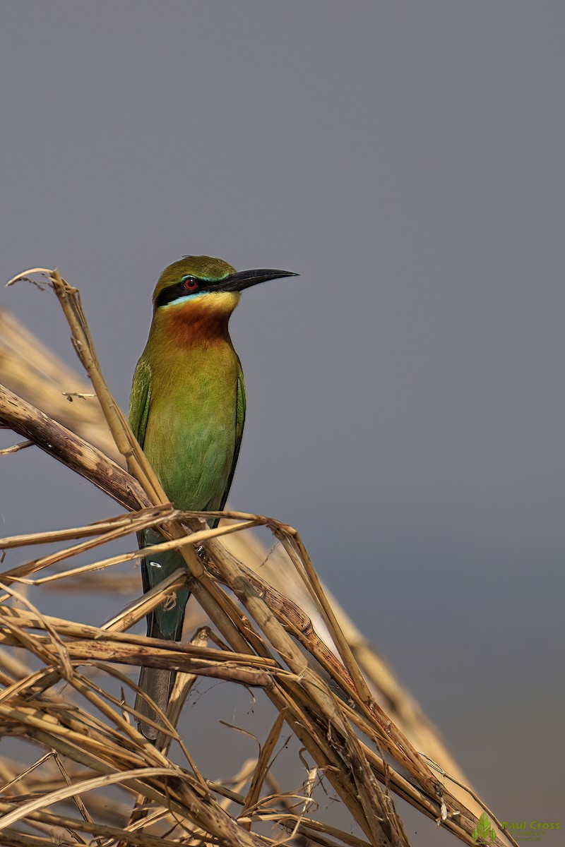 Blue-tailed Bee-eater - ML403961511