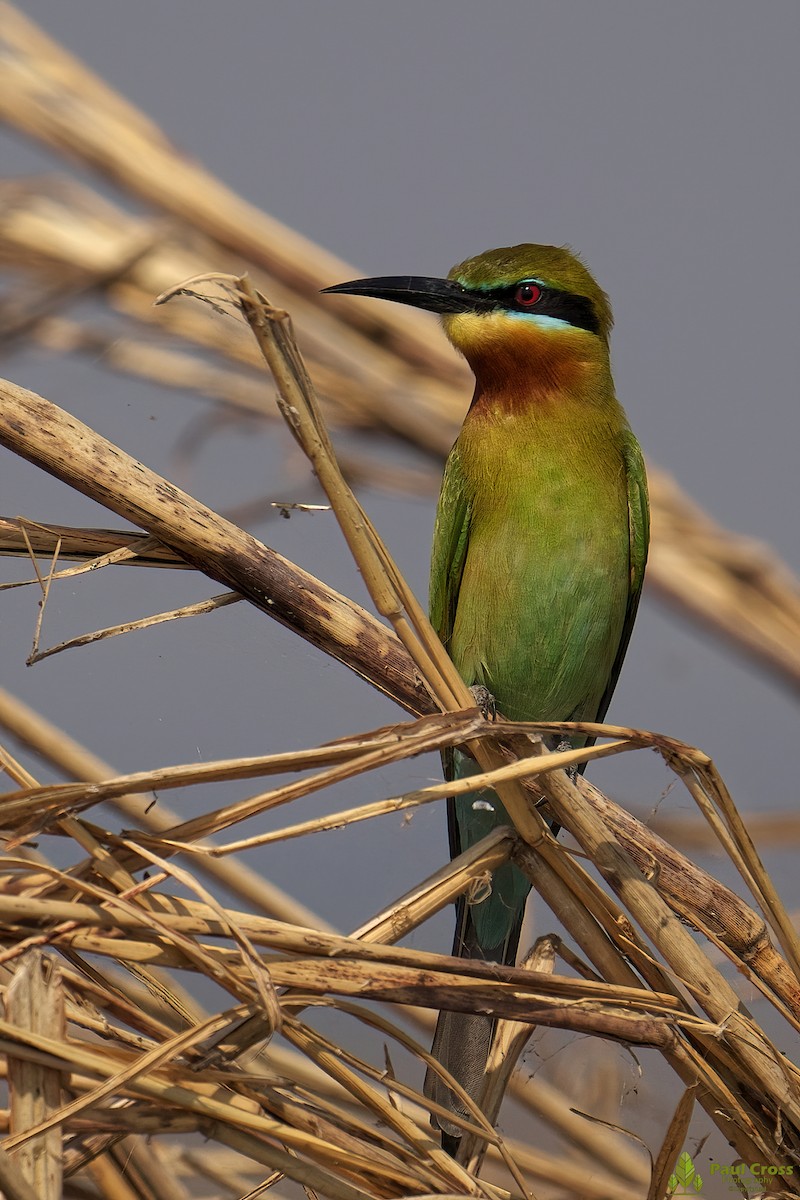 Blue-tailed Bee-eater - ML403961521