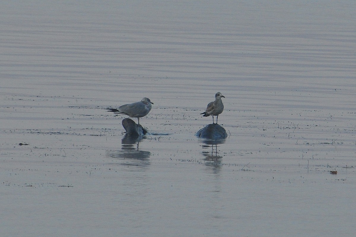 Laughing Gull - Michael Schall