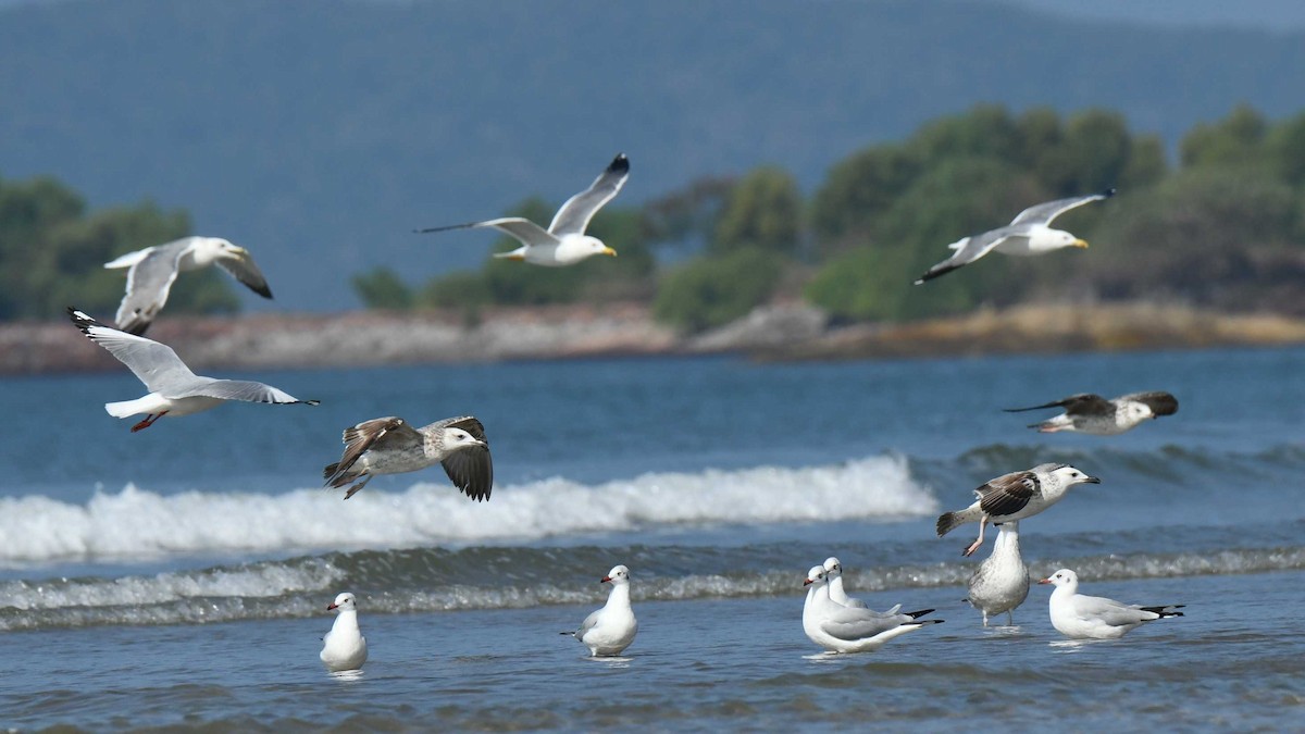 Lesser Black-backed Gull - ML403962671