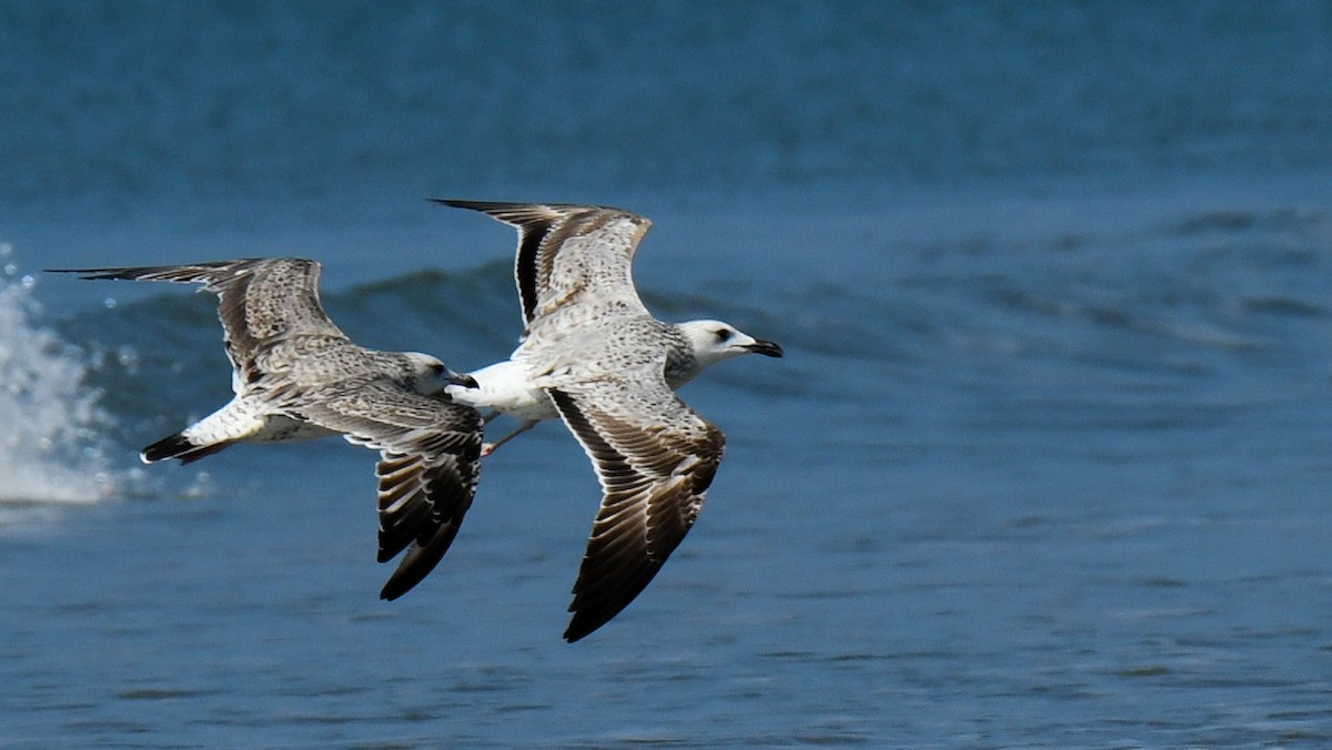 Lesser Black-backed Gull - ML403962681