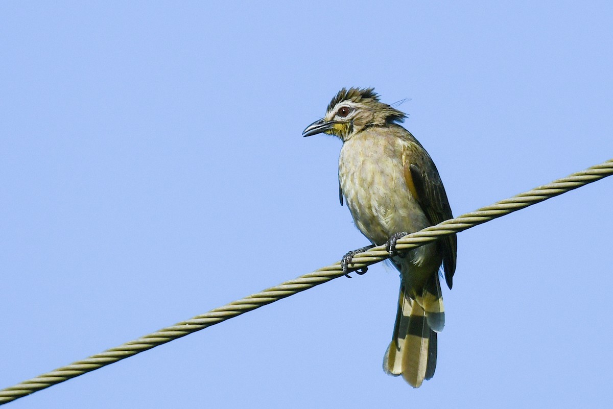 White-browed Bulbul - ML403962981