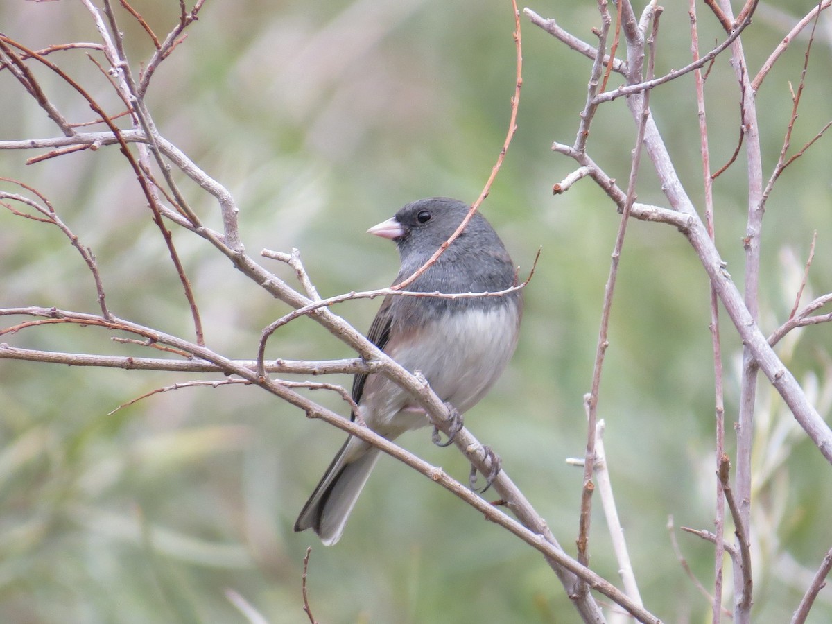 Dark-eyed Junco - Howard King