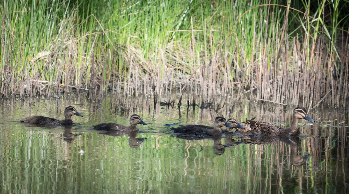 Pacific Black Duck - ML403964301
