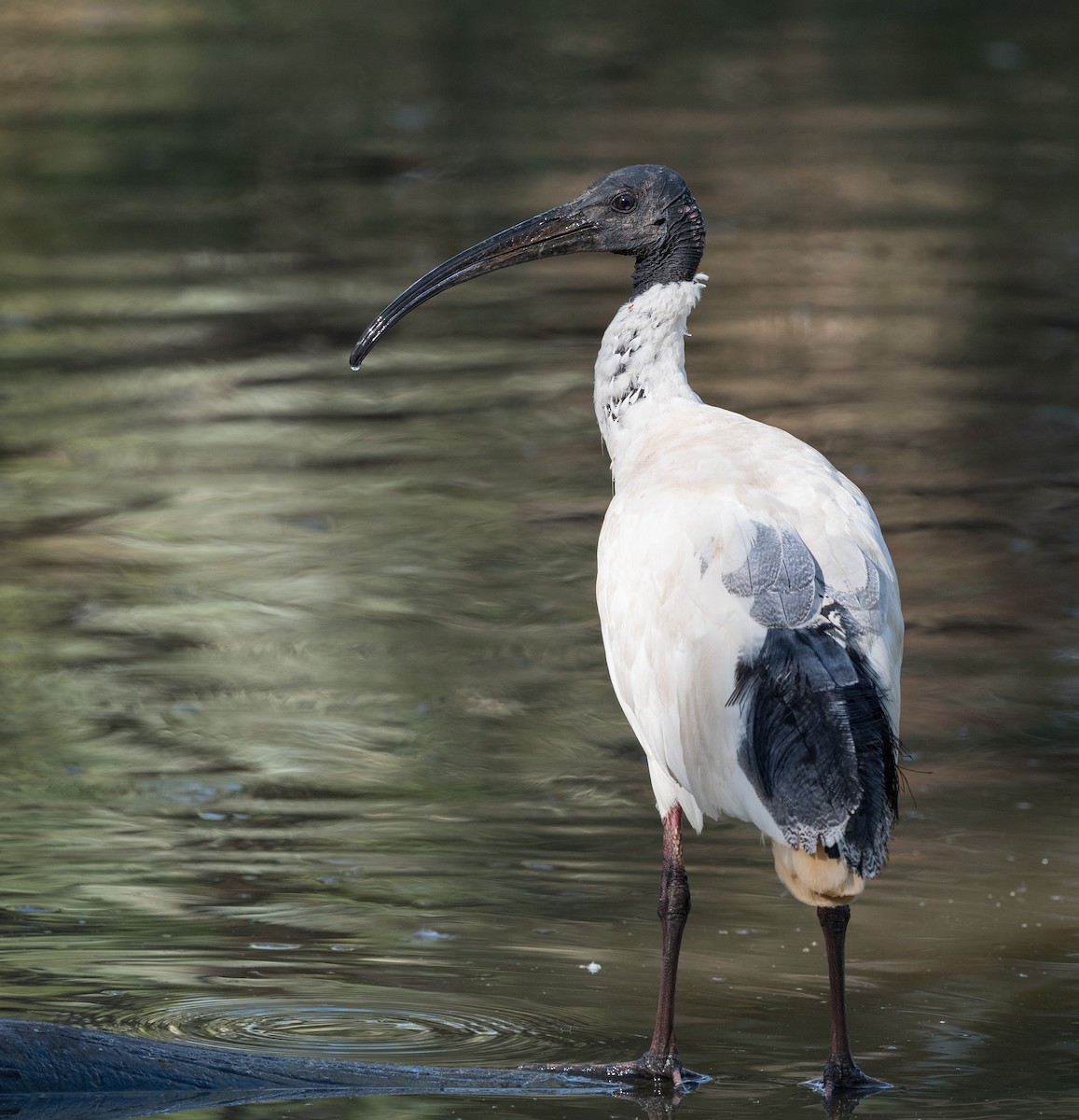 Australian Ibis - ML403964331