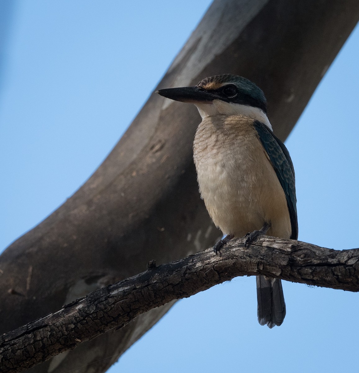 Sacred Kingfisher - ML403964381