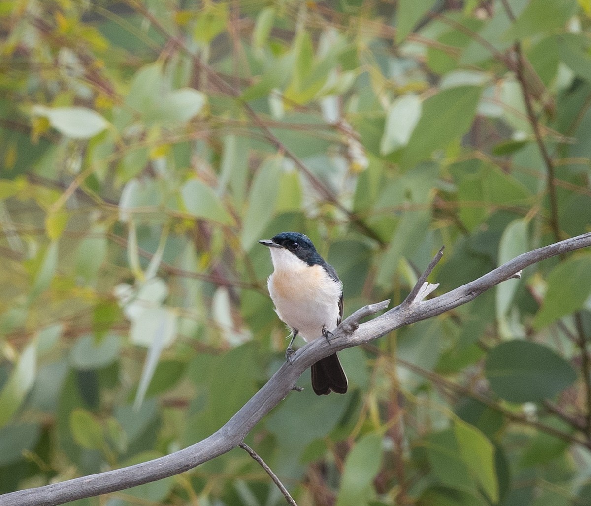 Restless Flycatcher - ML403964431
