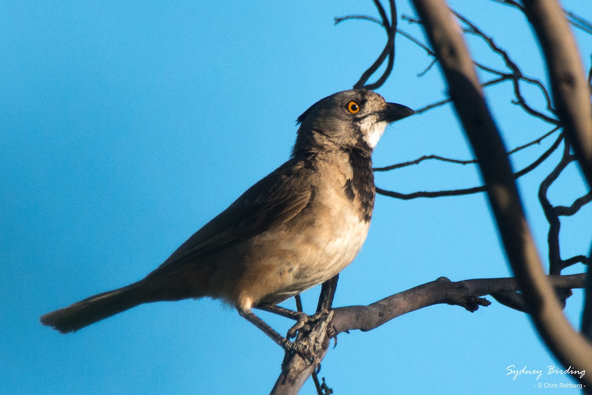 Crested Bellbird - Chris Rehberg  | Sydney Birding