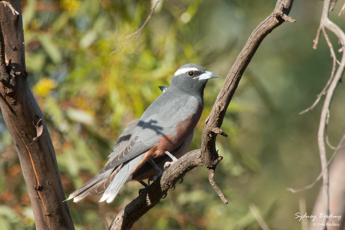 White-browed Woodswallow - ML403965571