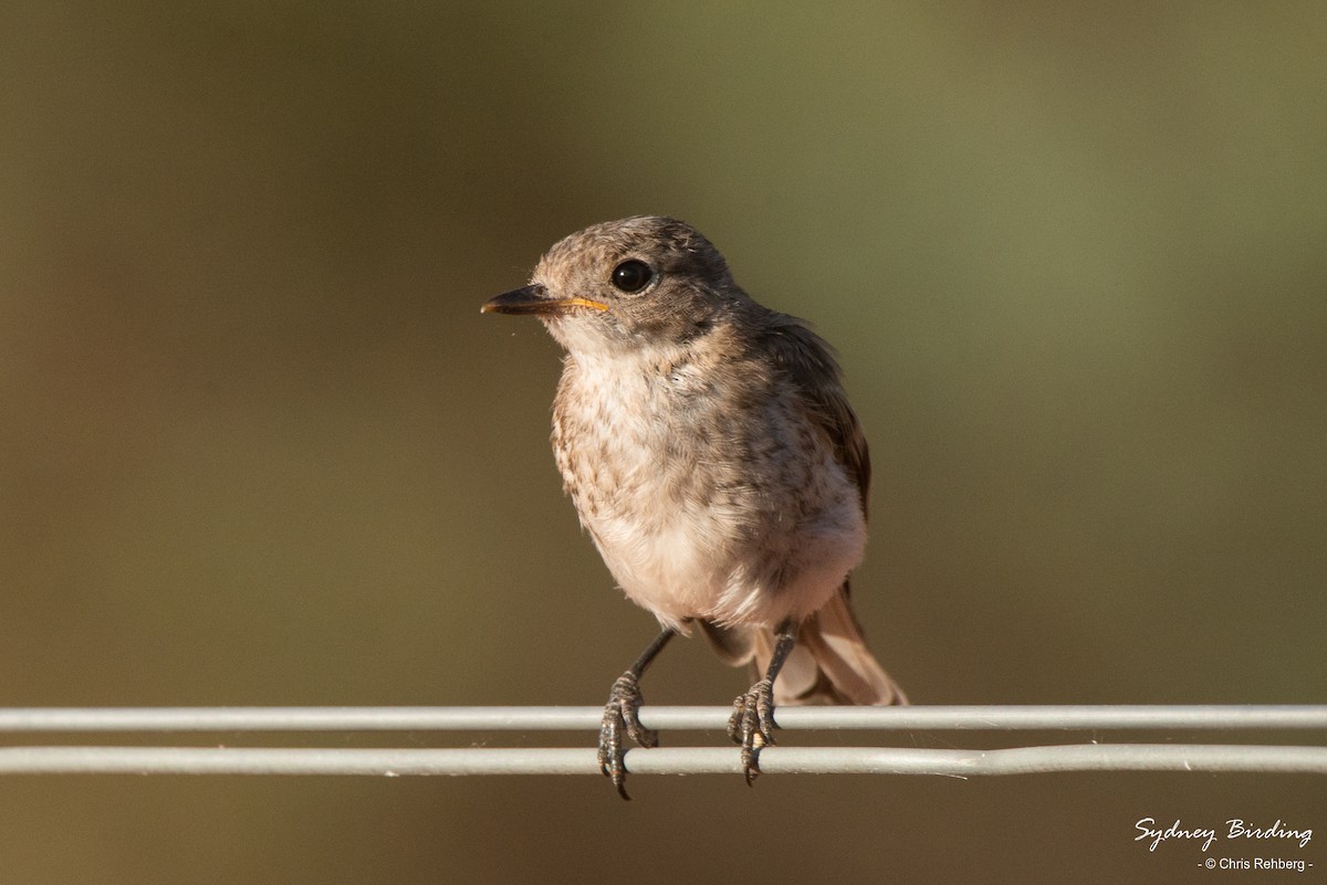 Red-capped Robin - Chris Rehberg  | Sydney Birding