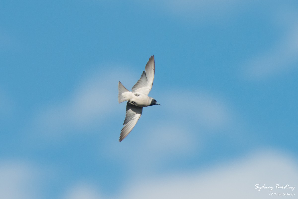 Masked Woodswallow - Chris Rehberg  | Sydney Birding
