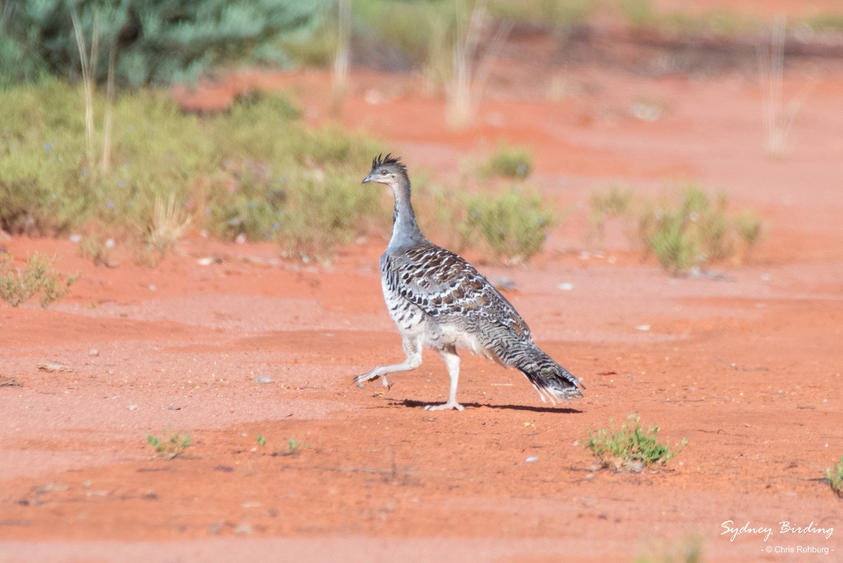 Malleefowl - Chris Rehberg  | Sydney Birding