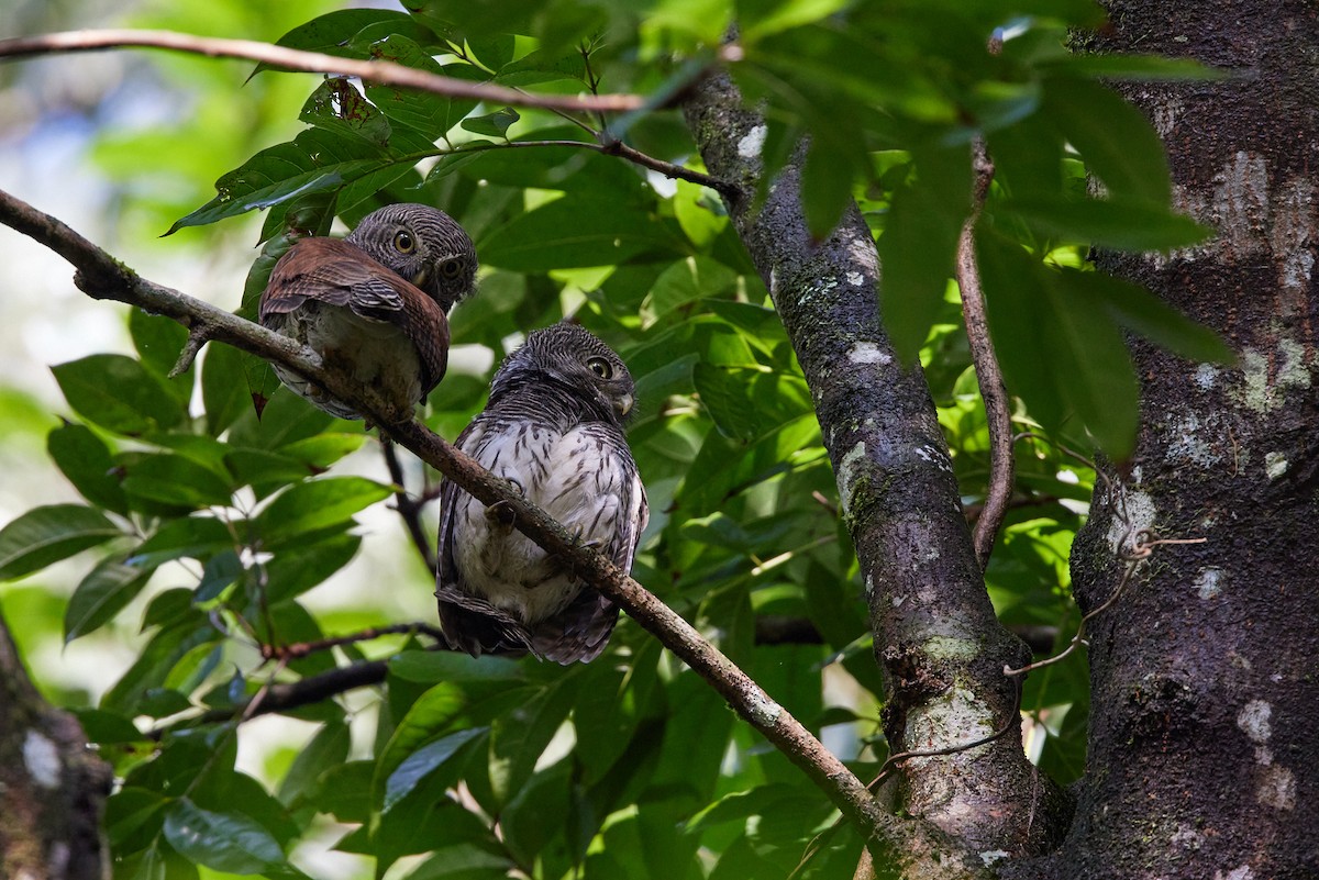 Chestnut-backed Owlet - ML403966521