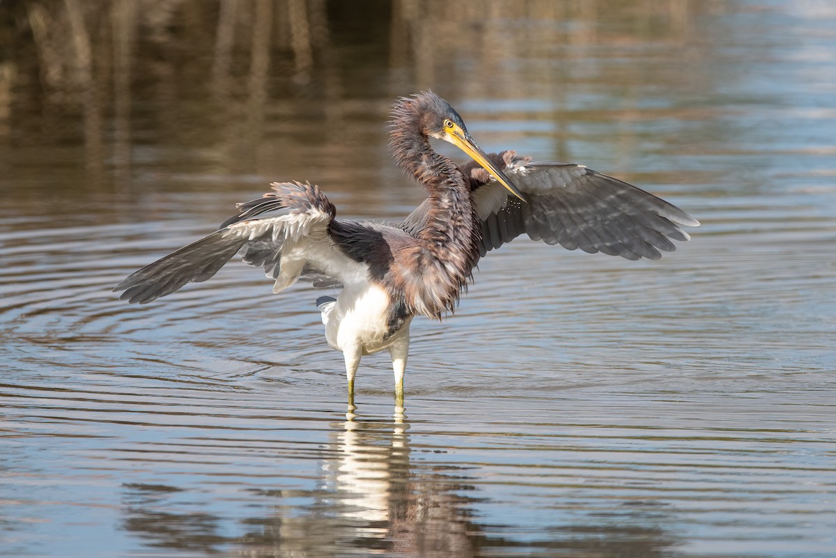 Tricolored Heron - ML403966981