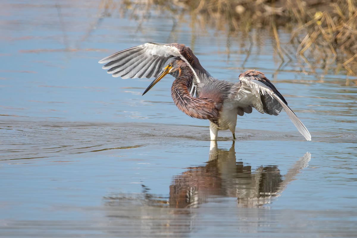 サンショクサギ - ML403967011