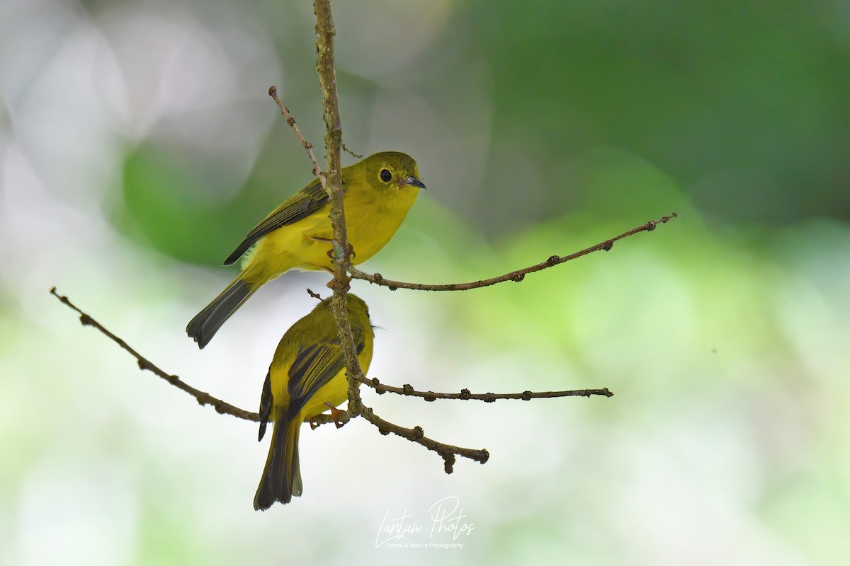 Citrine Canary-Flycatcher - Allan Barredo