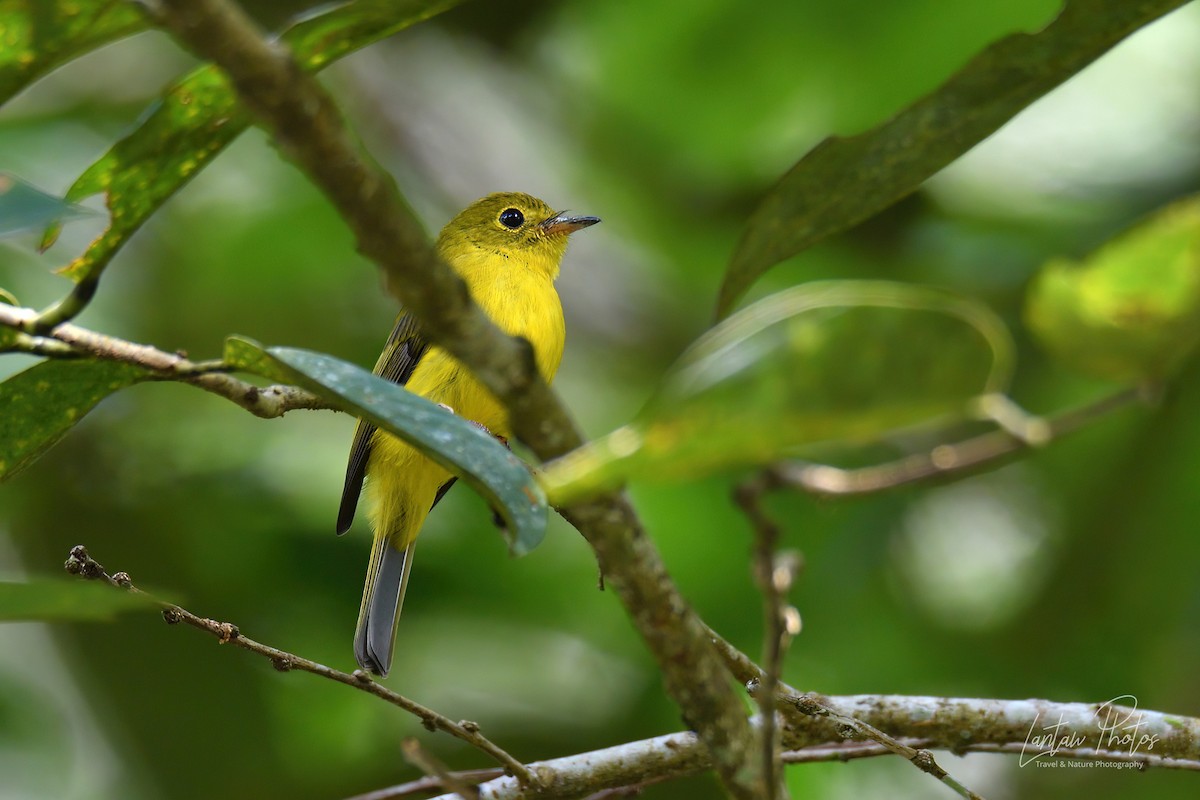 Citrine Canary-Flycatcher - Allan Barredo