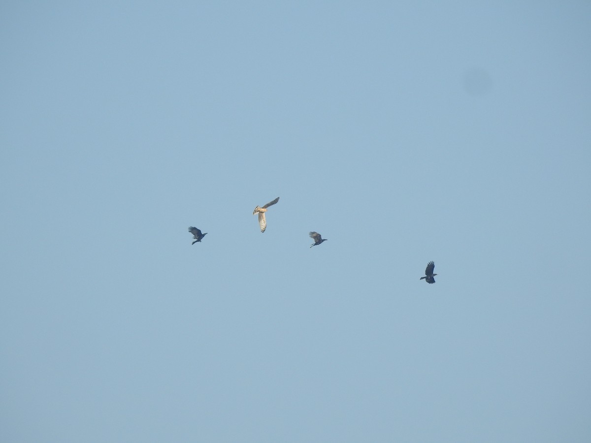 Pied Harrier - ML403970411