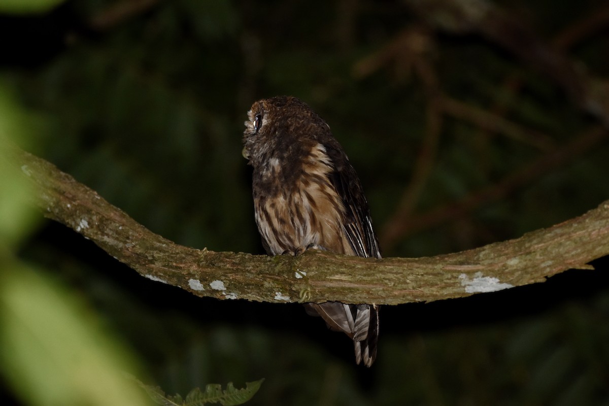 Mottled Owl (Atlantic Forest) - ML403971171