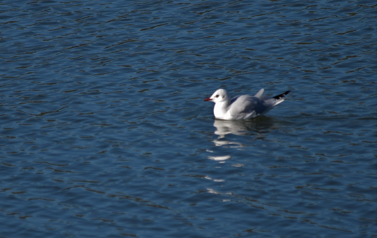 Gaviota Reidora - ML403972521